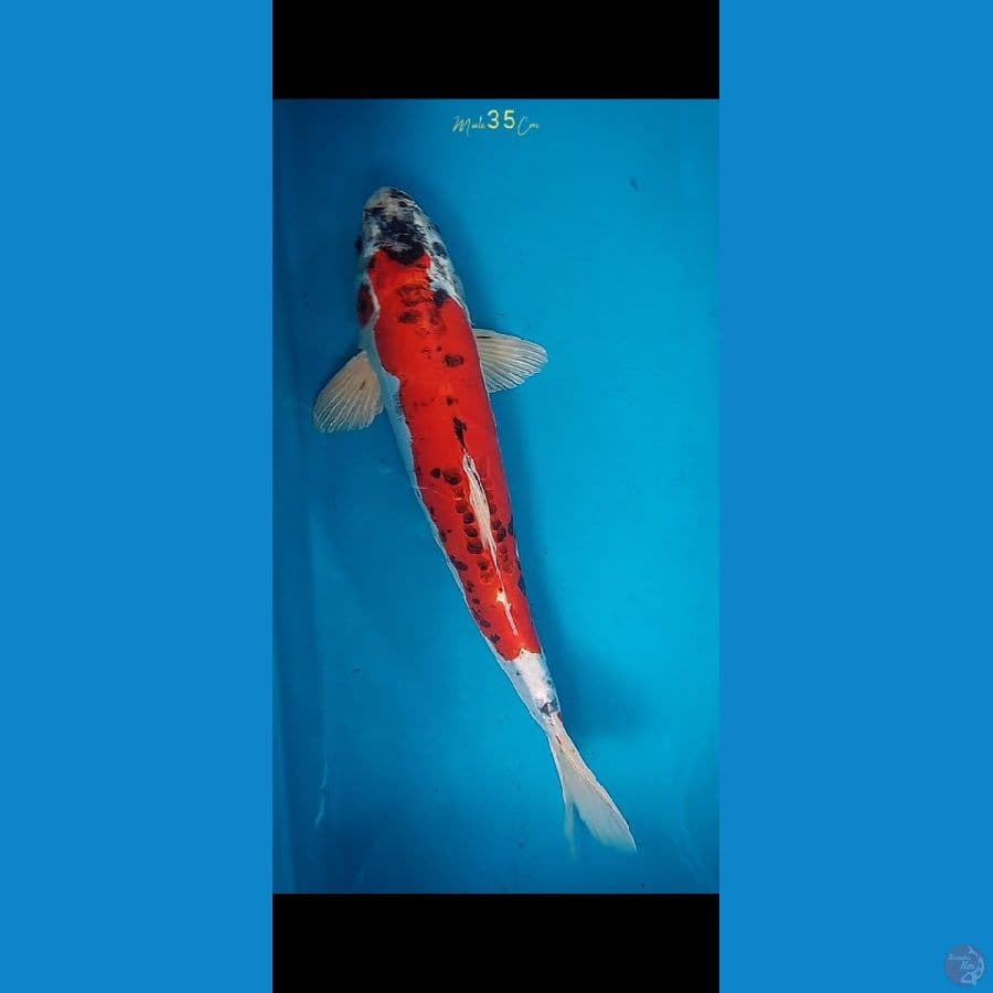 Beni Kiko M35Cm