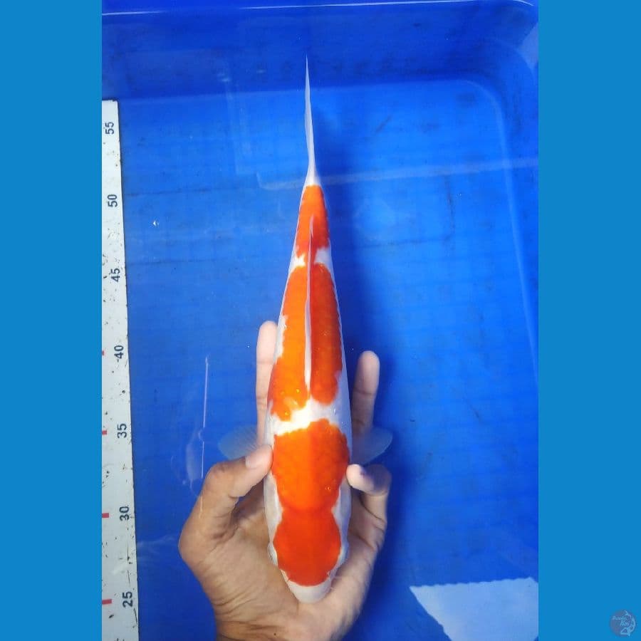 KBT.5~ KOHAKU 30CM