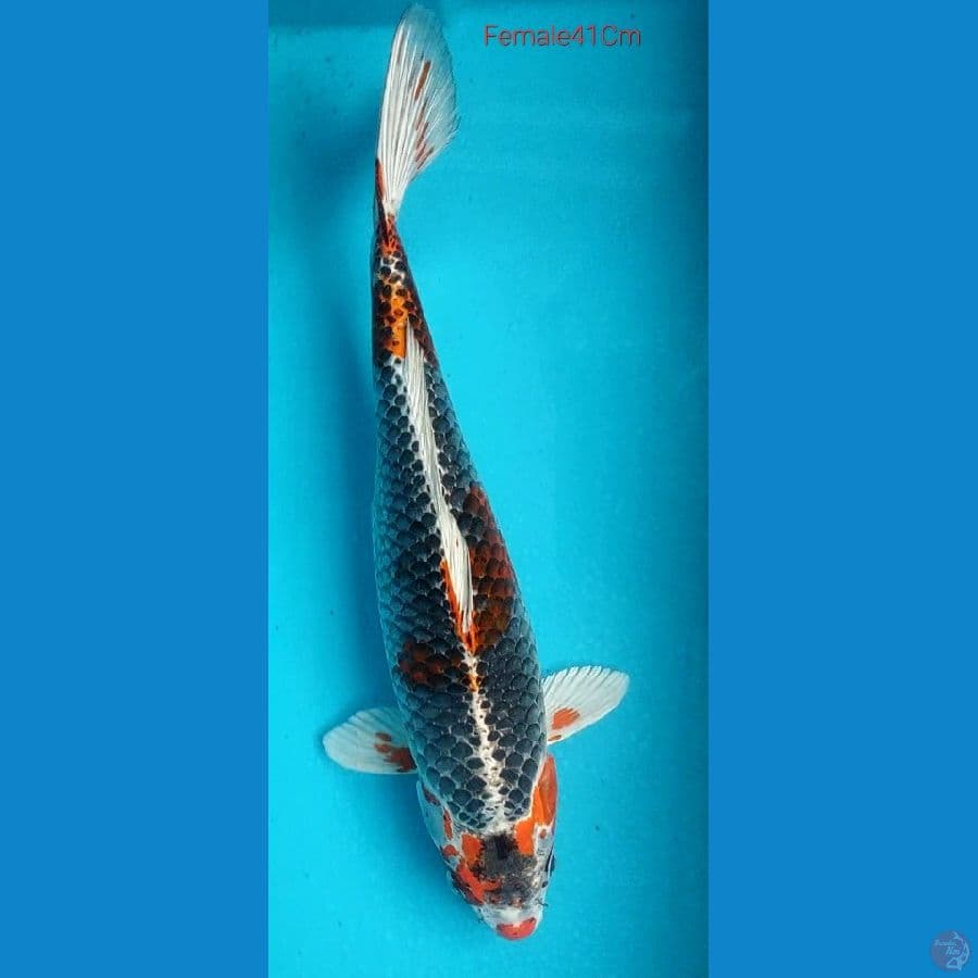Kujaku F41Cm (Dna impor)
