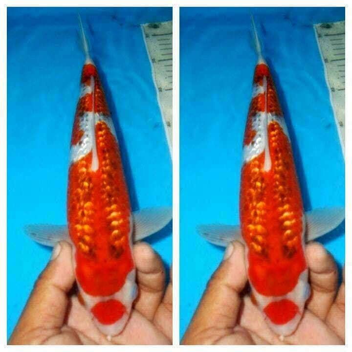 Baby goshiki ginrin f1