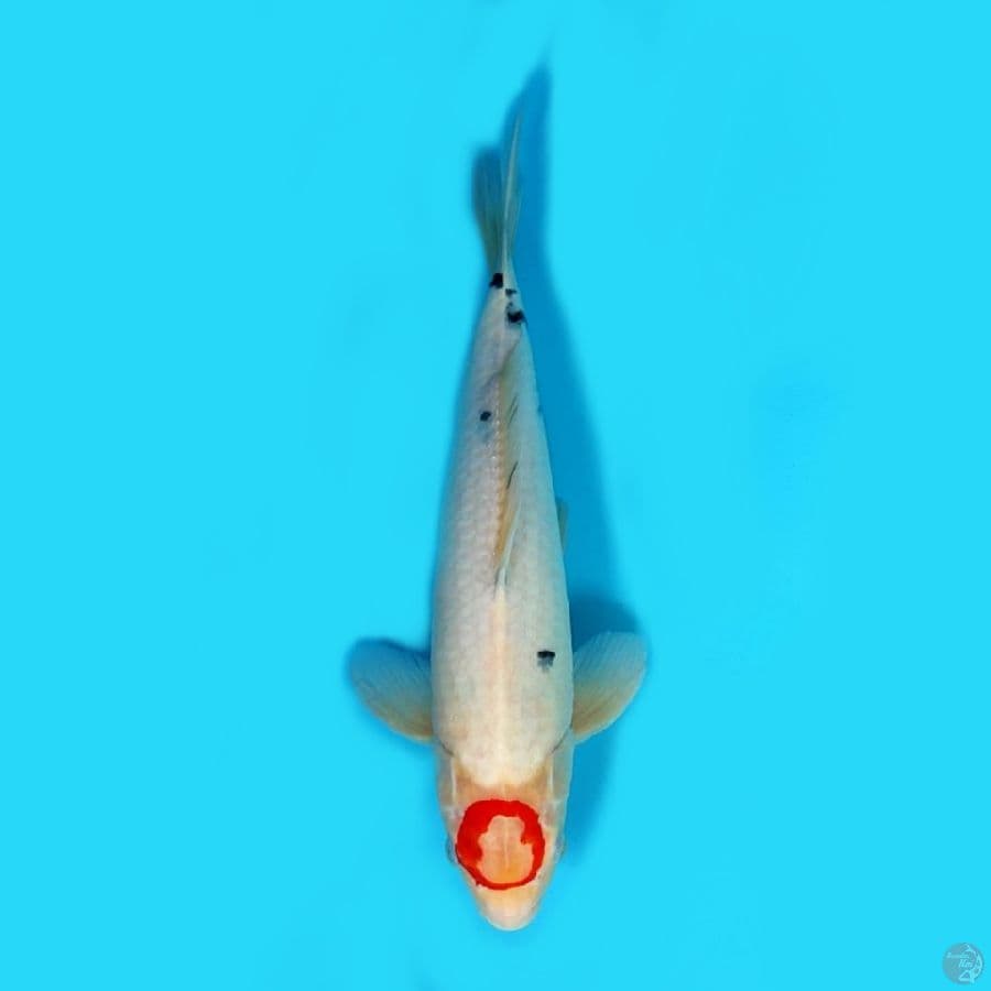 tanco O original_ 38 cm male