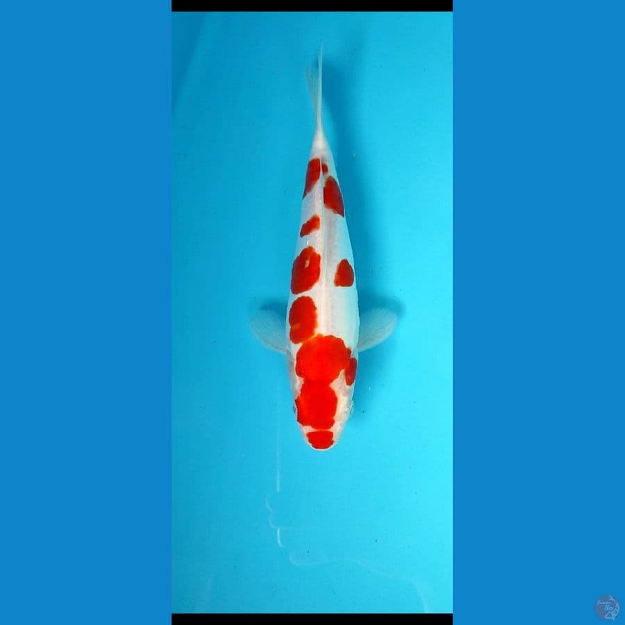 doitsu kohaku _25 cm