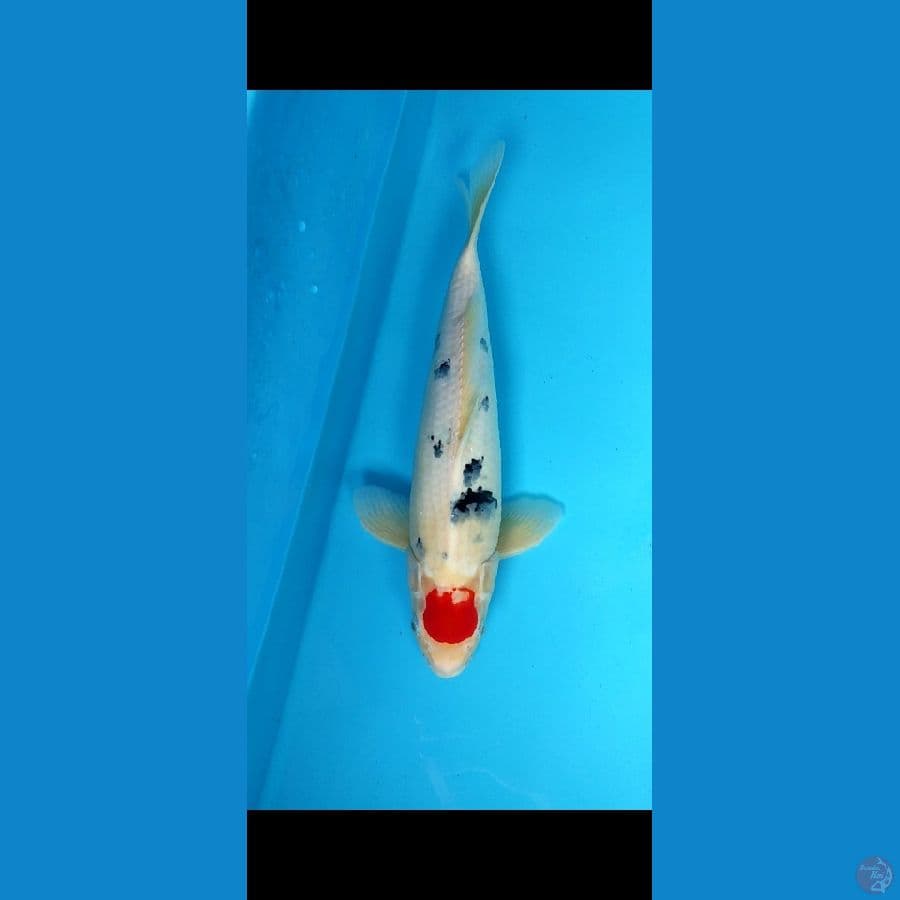 tc sanke _ 40 cm jantan