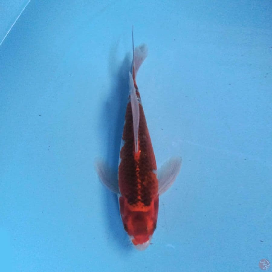 Kujaku Slayer 22 cm