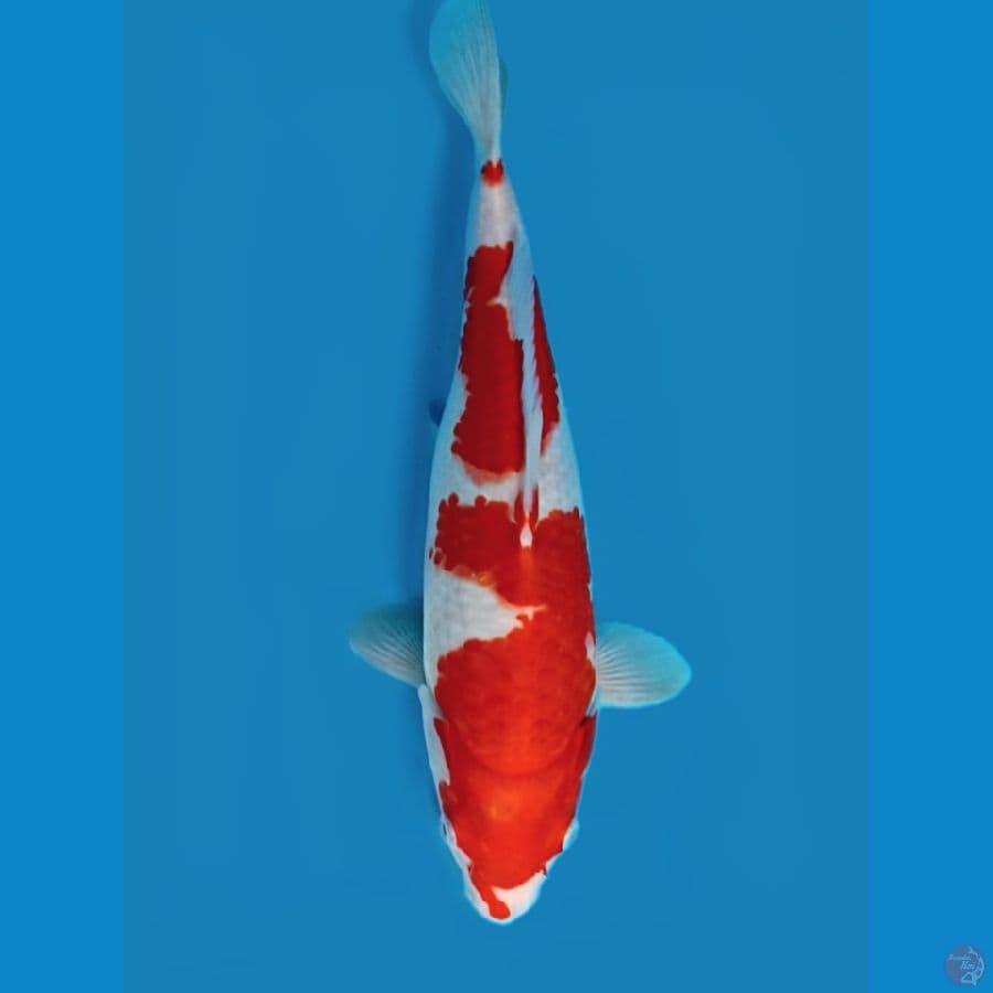 Kohaku ori
