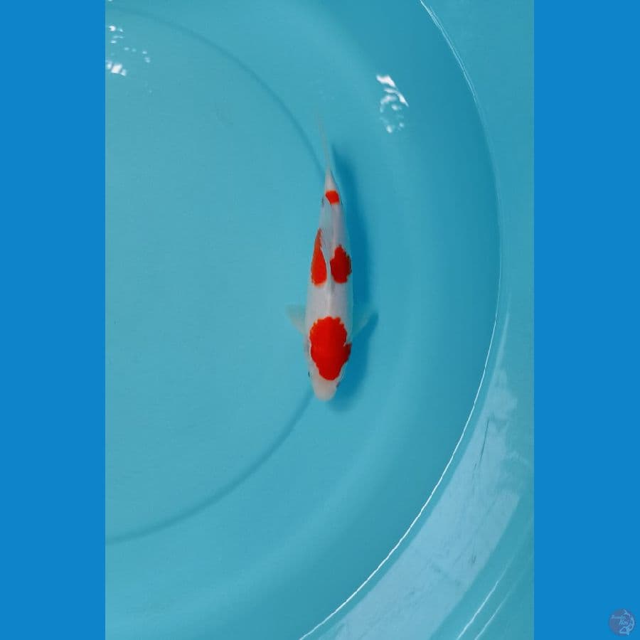 kohaku