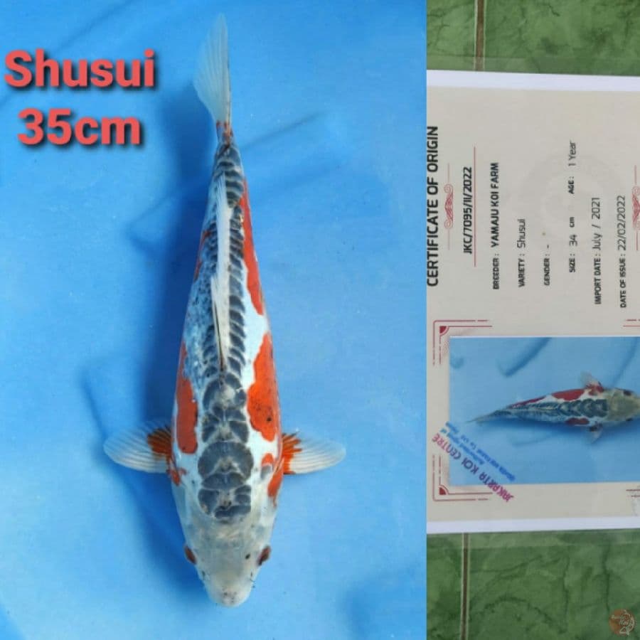 YAMAJYU SHUSUI 35CM