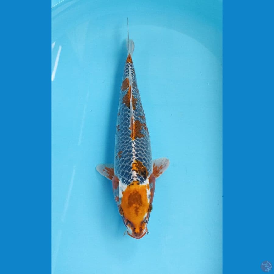 kujaku gingga 37cm