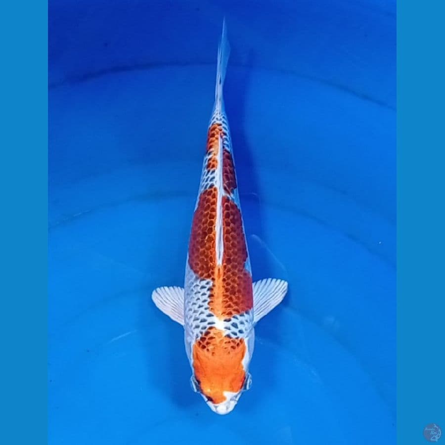 kujaku 29 cm