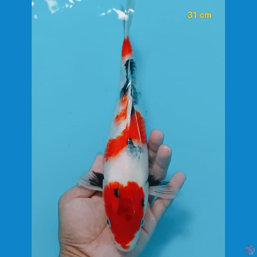 Showa Doitsu | 31cm | uncheck