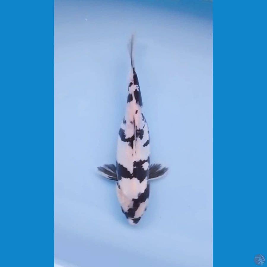 Short Body Shiro Utsuri Doitsu 30cm
