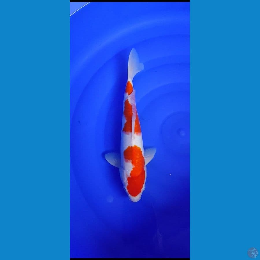 kohaku....36cm
