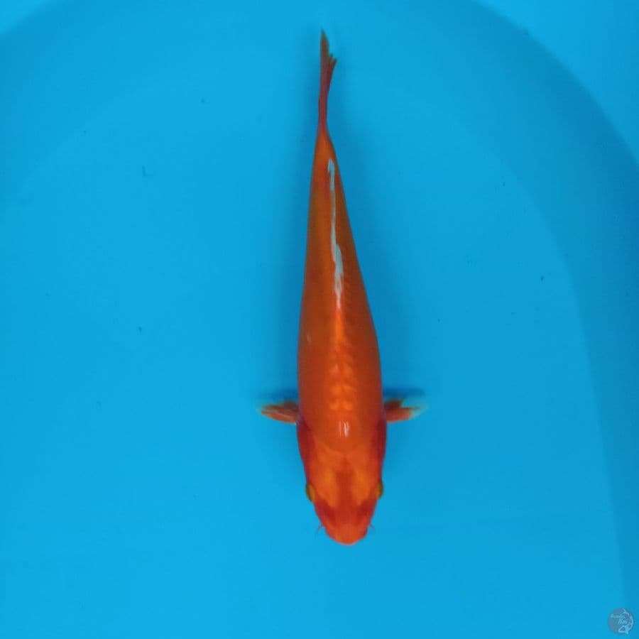 Orenji 26 cm