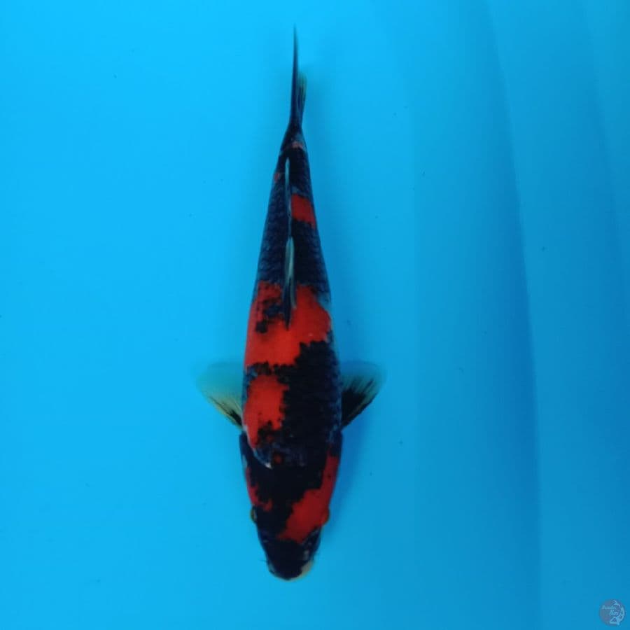 showa 24 cm