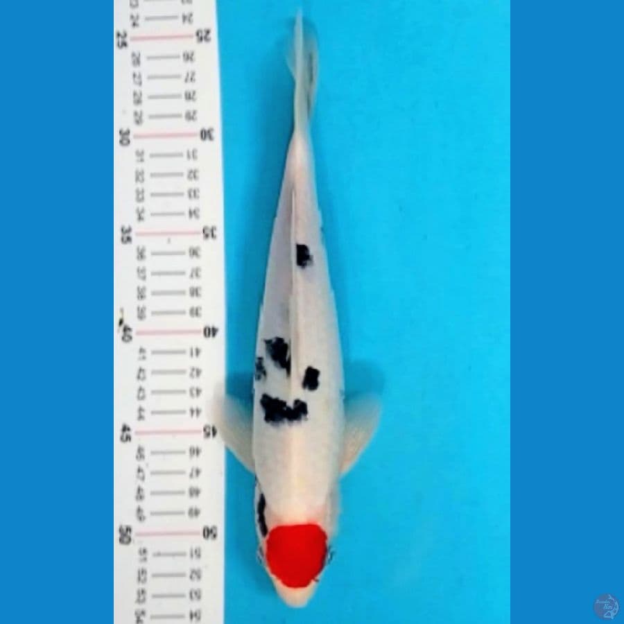 TC sanke 27 cm male ORI