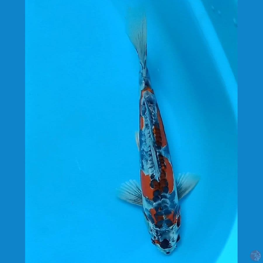 Beni Kiko