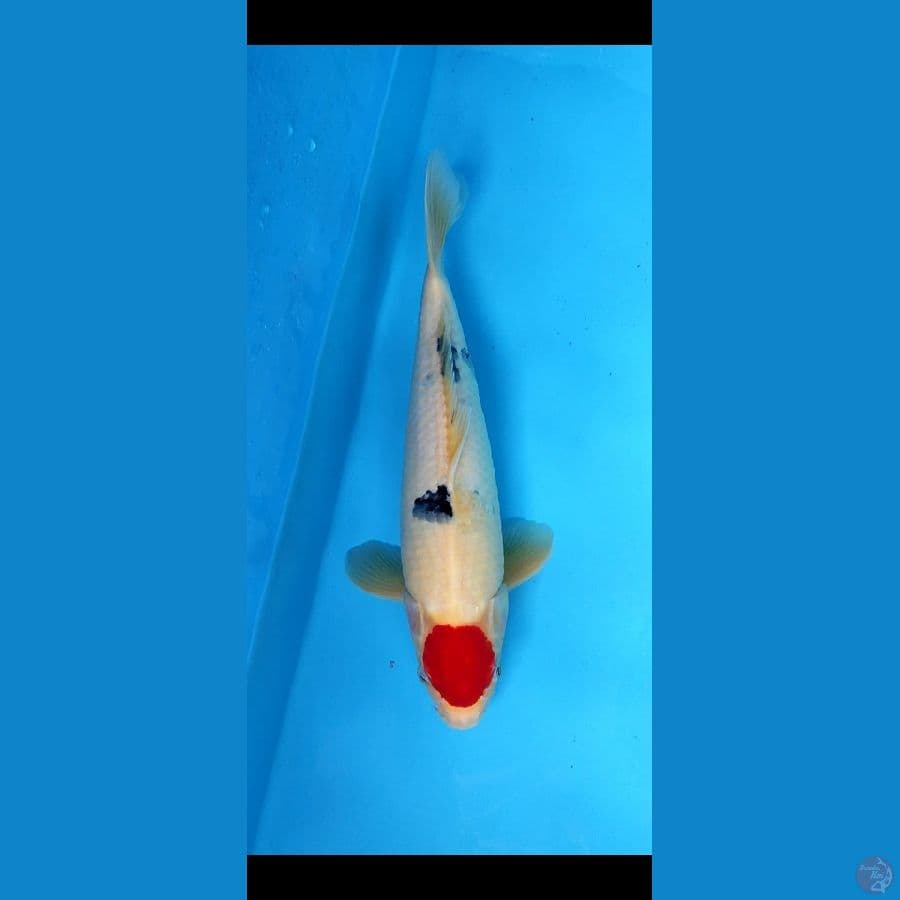Tanco sanke _40 cm jantan