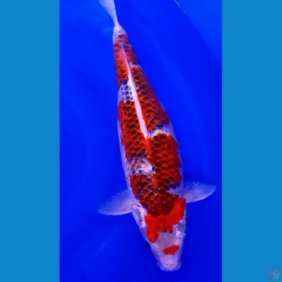 jumbo kuro goshiki 50 bu/47 cm