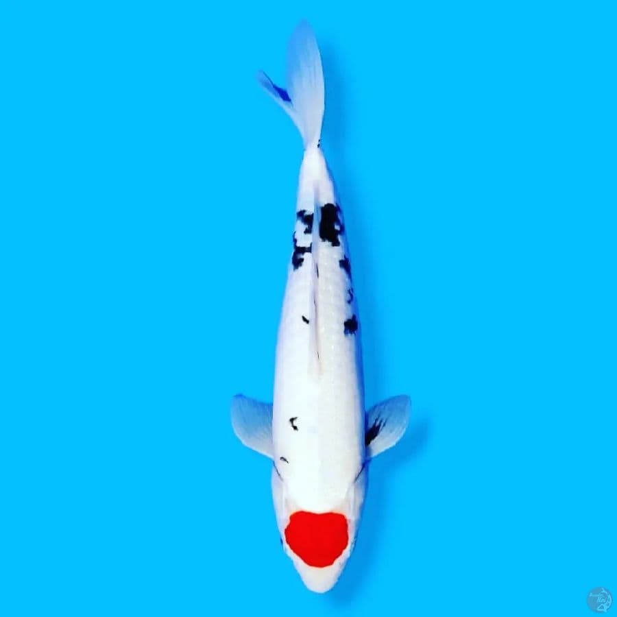 Tancho Matsukawabake 35CM Male