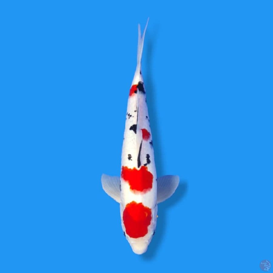 Sankis 35CM Male