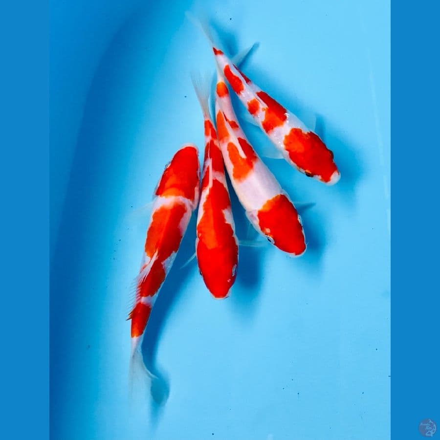 paket kohaku 15-18 cm