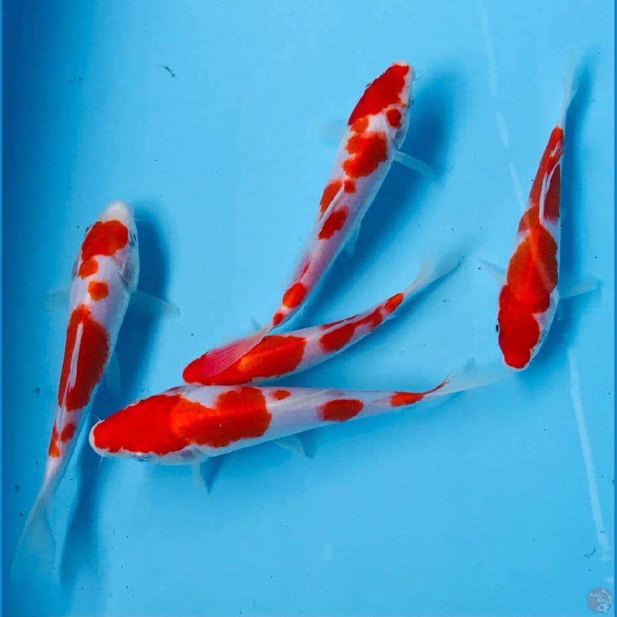 paket kohaku 17cm