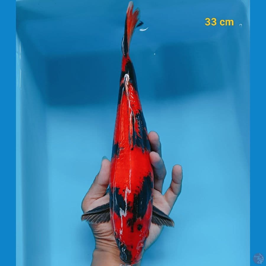 Hiu strong 32 cm