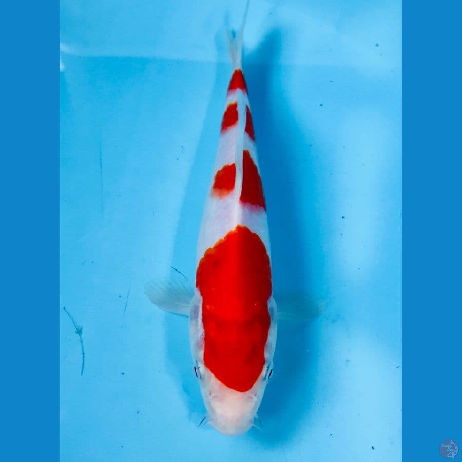 kohaku, 20cm