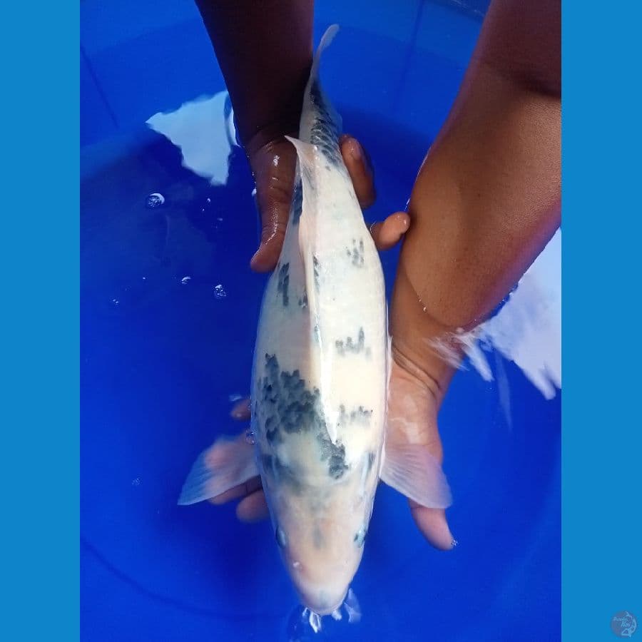 siro tategoi gendong telur 44cm