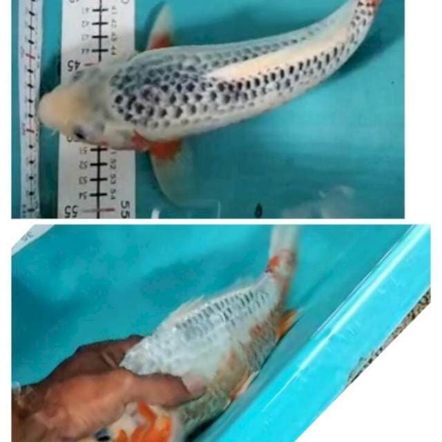 Asagi agp