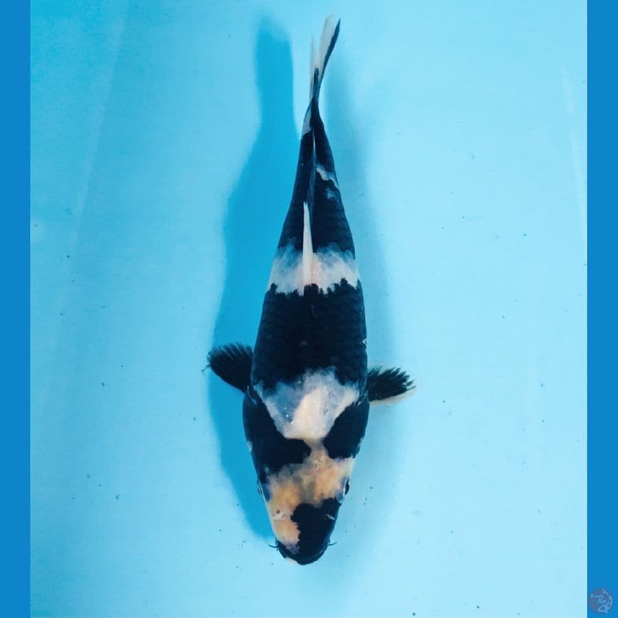 short body shiro 15cm