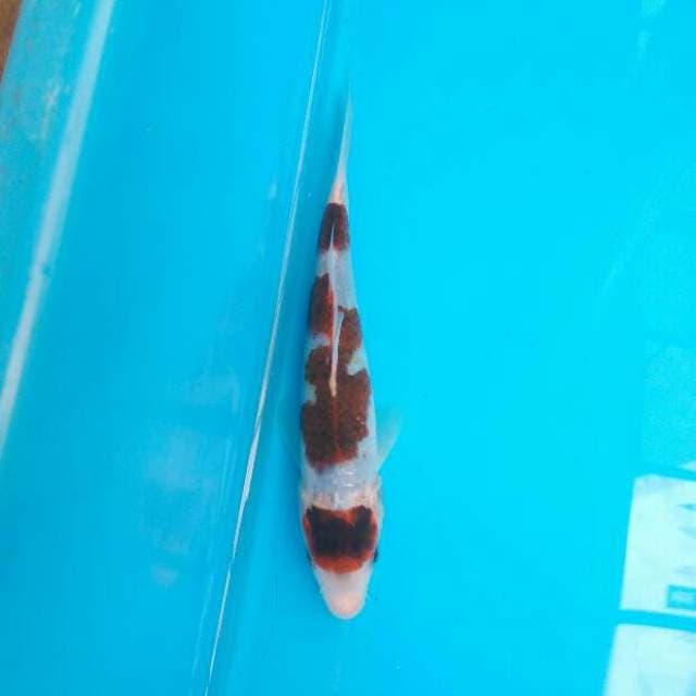 Maruten goromo