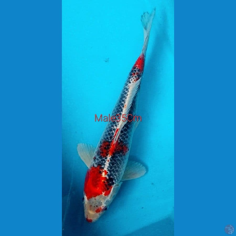 Kujaku M35Cm