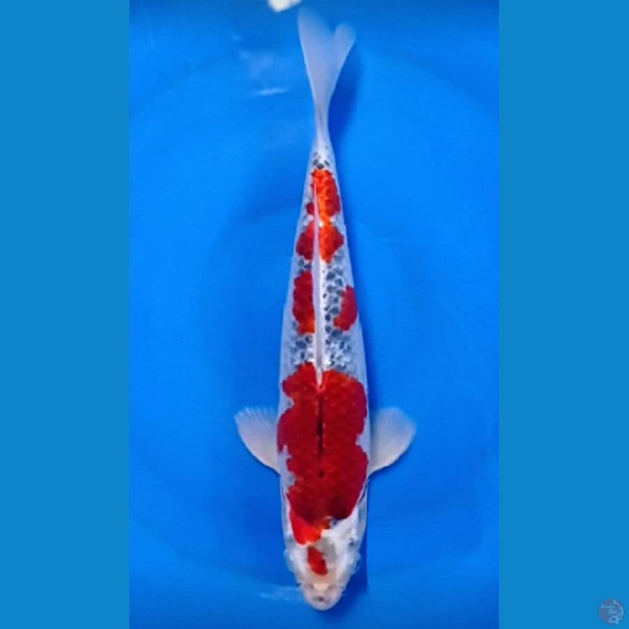 gisiki ori 32 cm