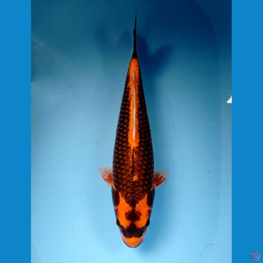 kabuto 39cm