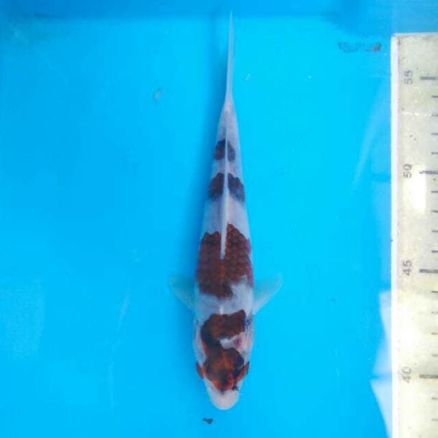 Yondan goromo