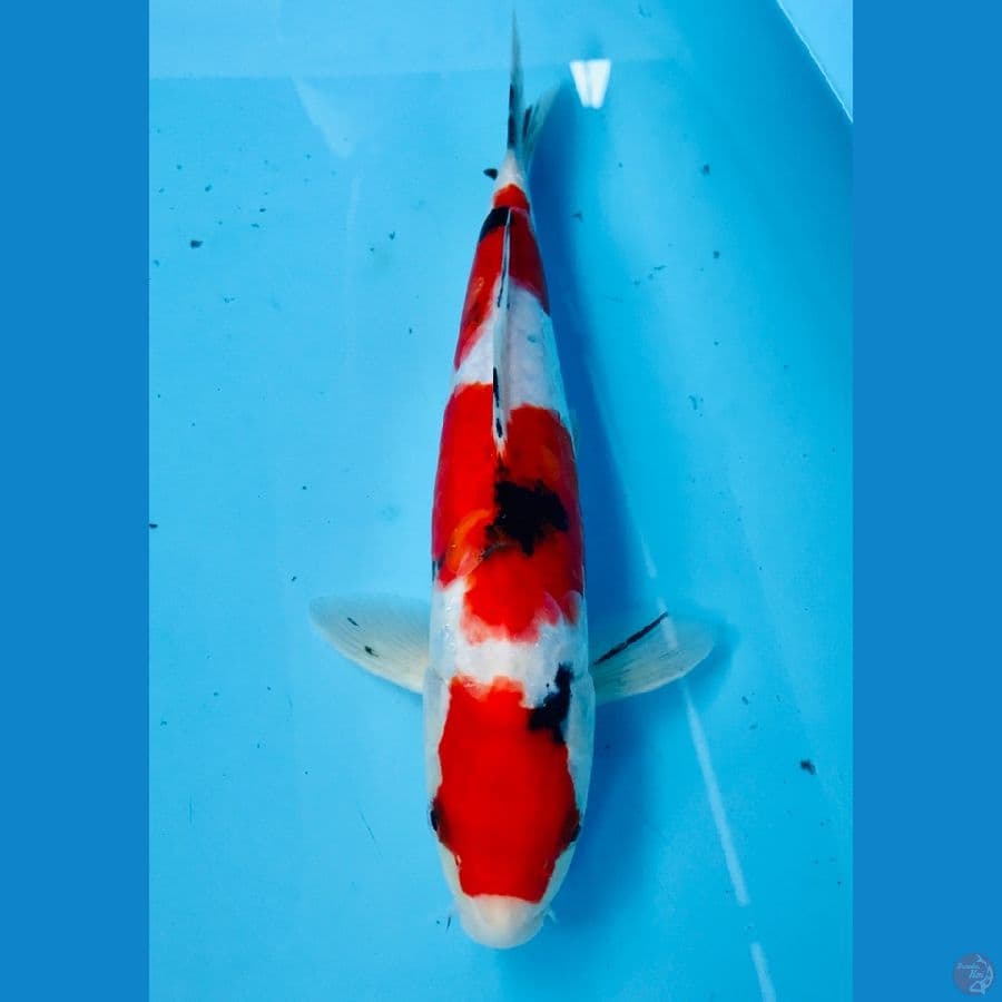 sanke doitsu, 35cm