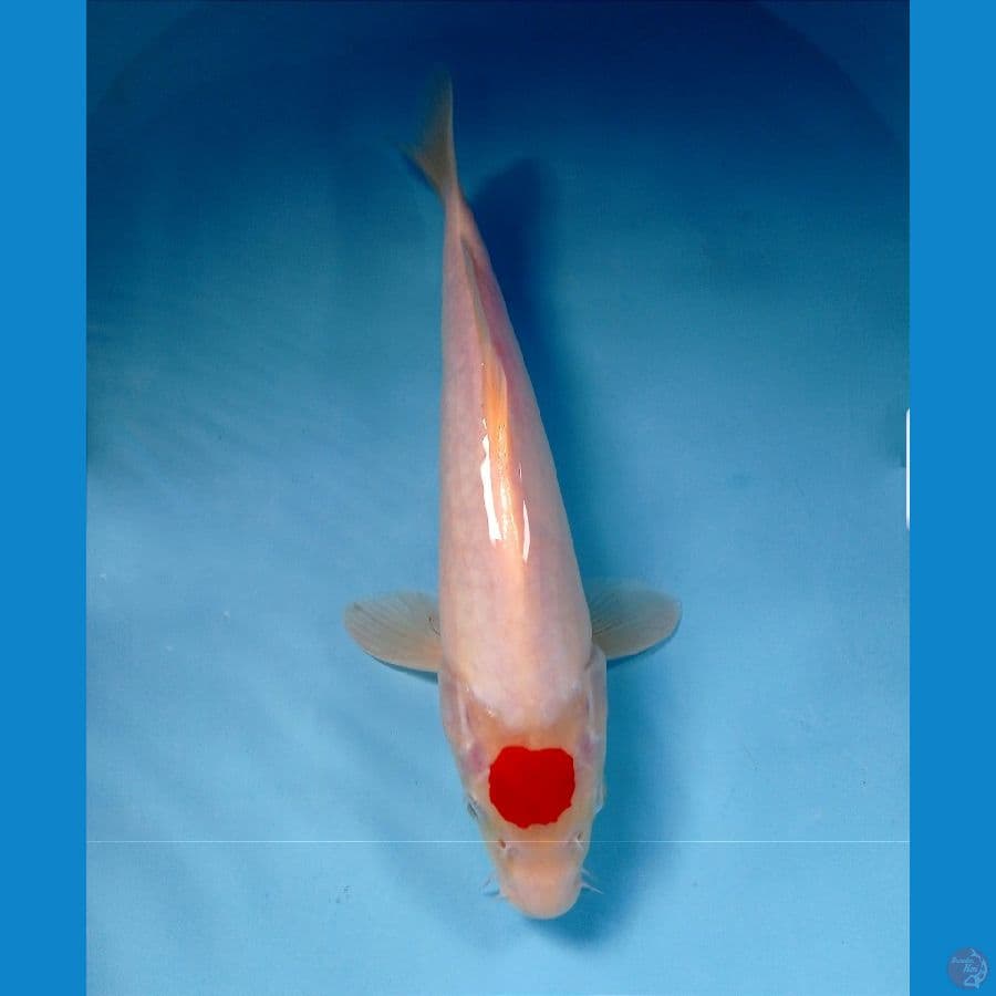 tancho 28cm