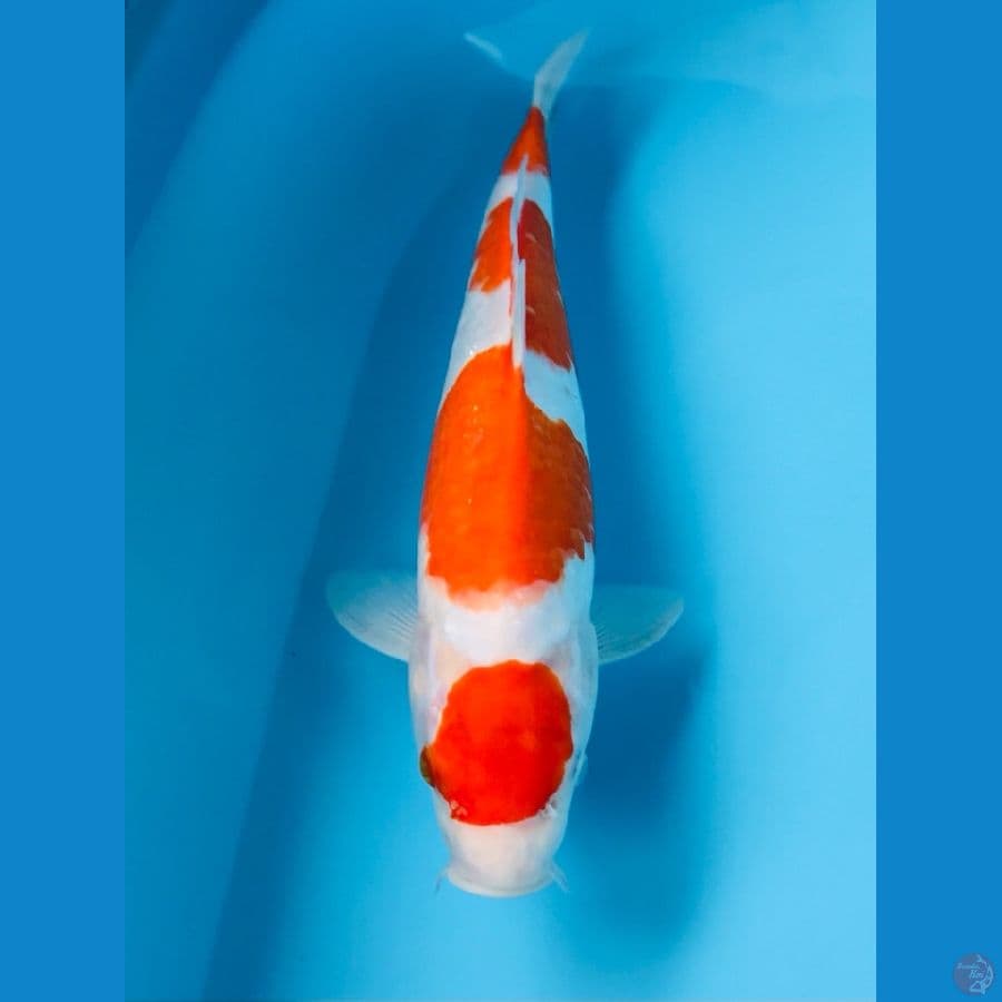 maruten kohaku, 28 cm