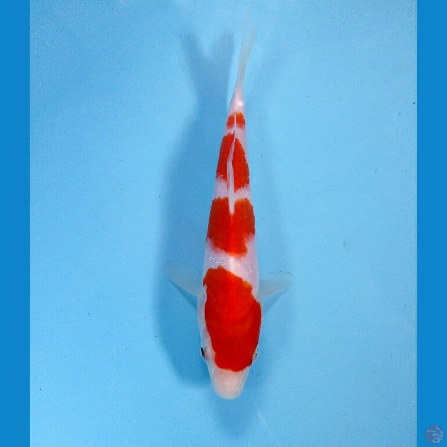 kohaku 17cm