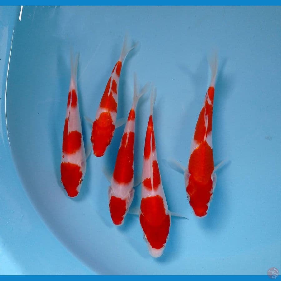 kohaku 15-18