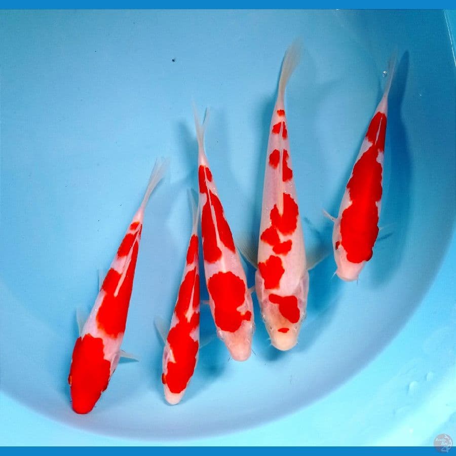 kohaku 16-23 cm