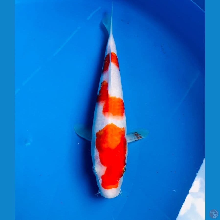 kohaku 25cm