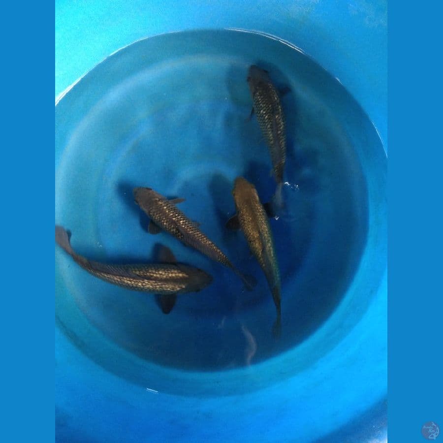 Soragoi gindrin size 30cm kurang lebih