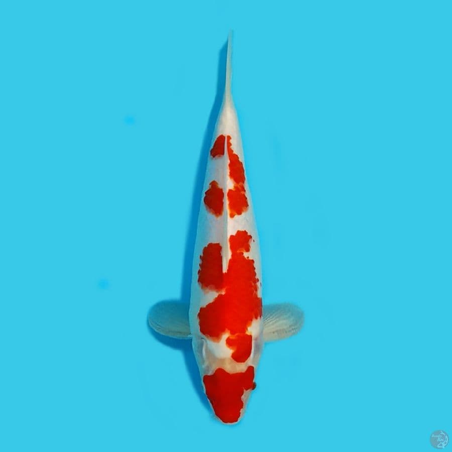 Kohaku 36cm HQ Female