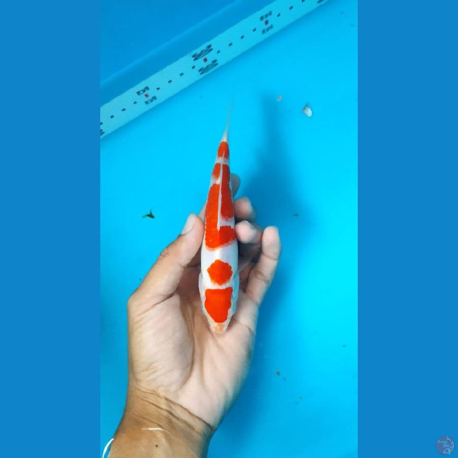 Minion Kohaku SQ 16cm