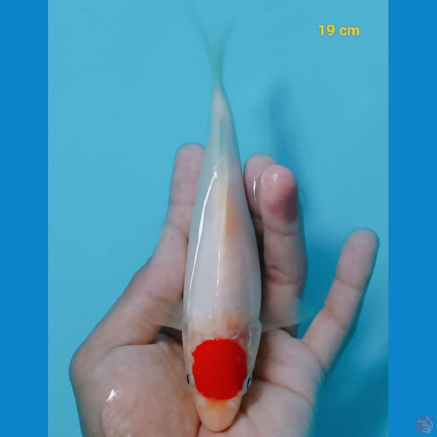 Tancho minion 19 cm