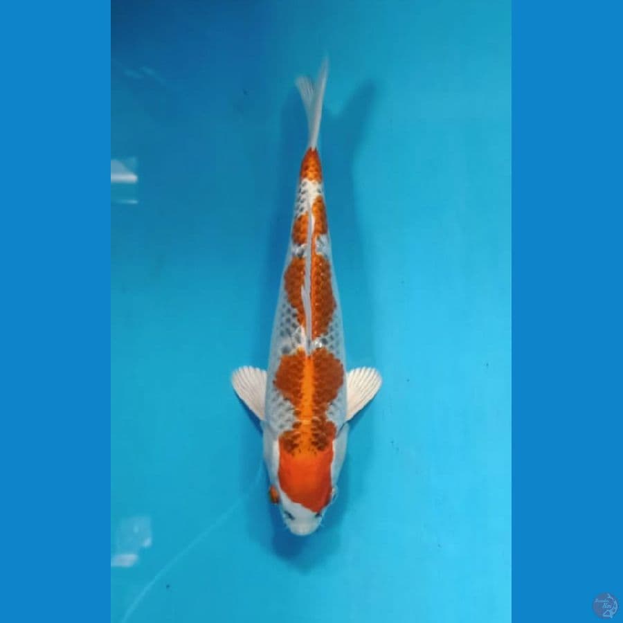 Kujaku size 28 cm