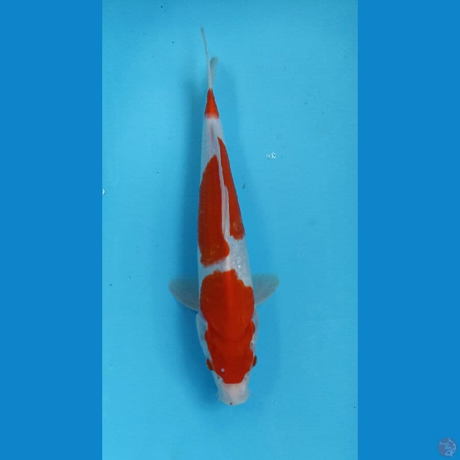 kohaku 32cm