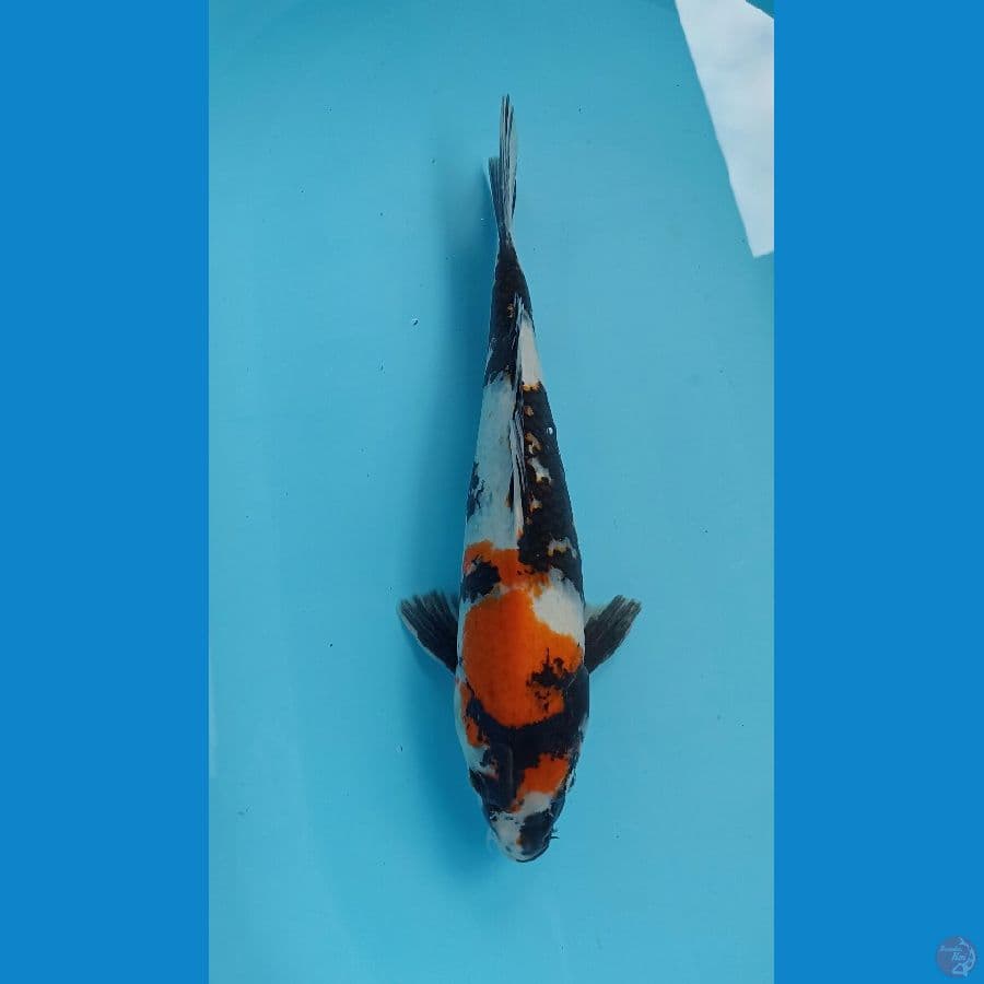 showa 33cm